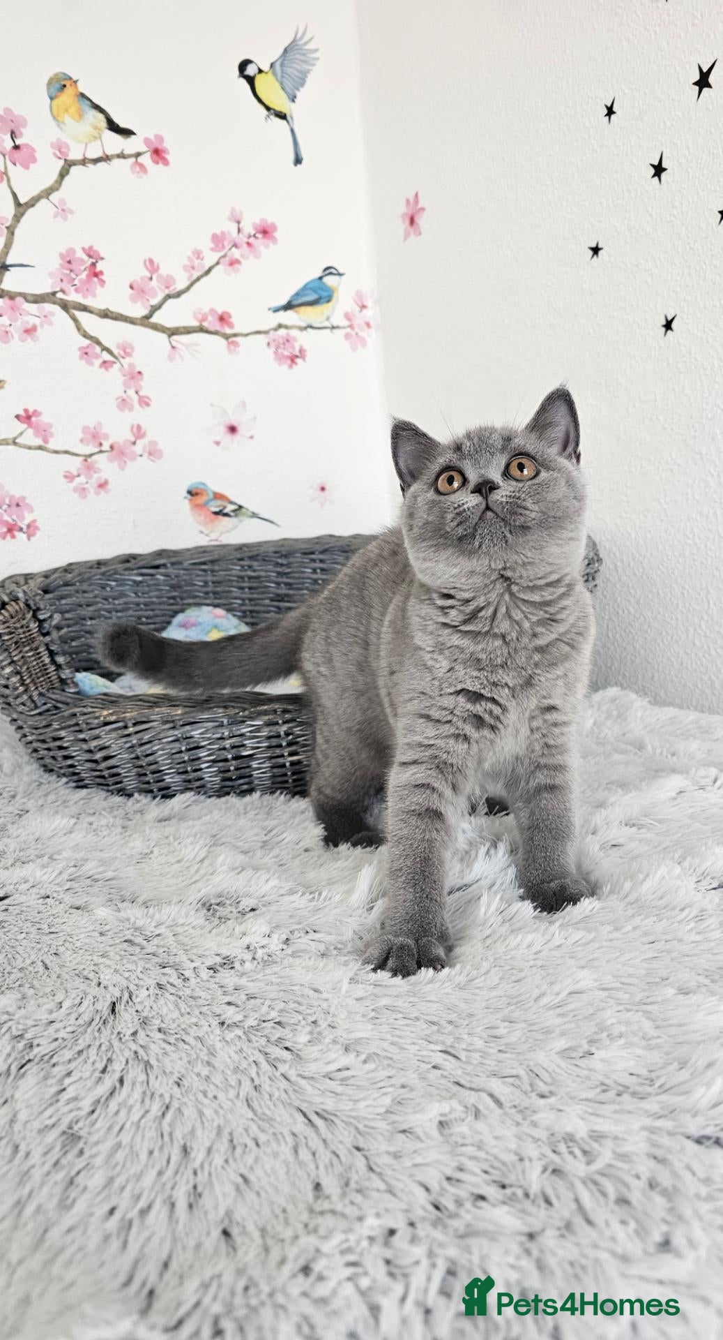 British Shorthair cats British Shorthair Kittens - Advert 2