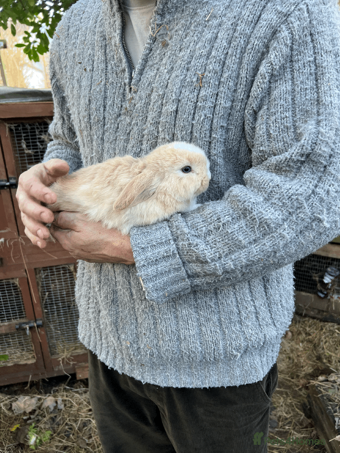 Mini Lop rabbits for sale: 100% Pure Family Bred Friendly Mini Lop Bunnies - Advert 3