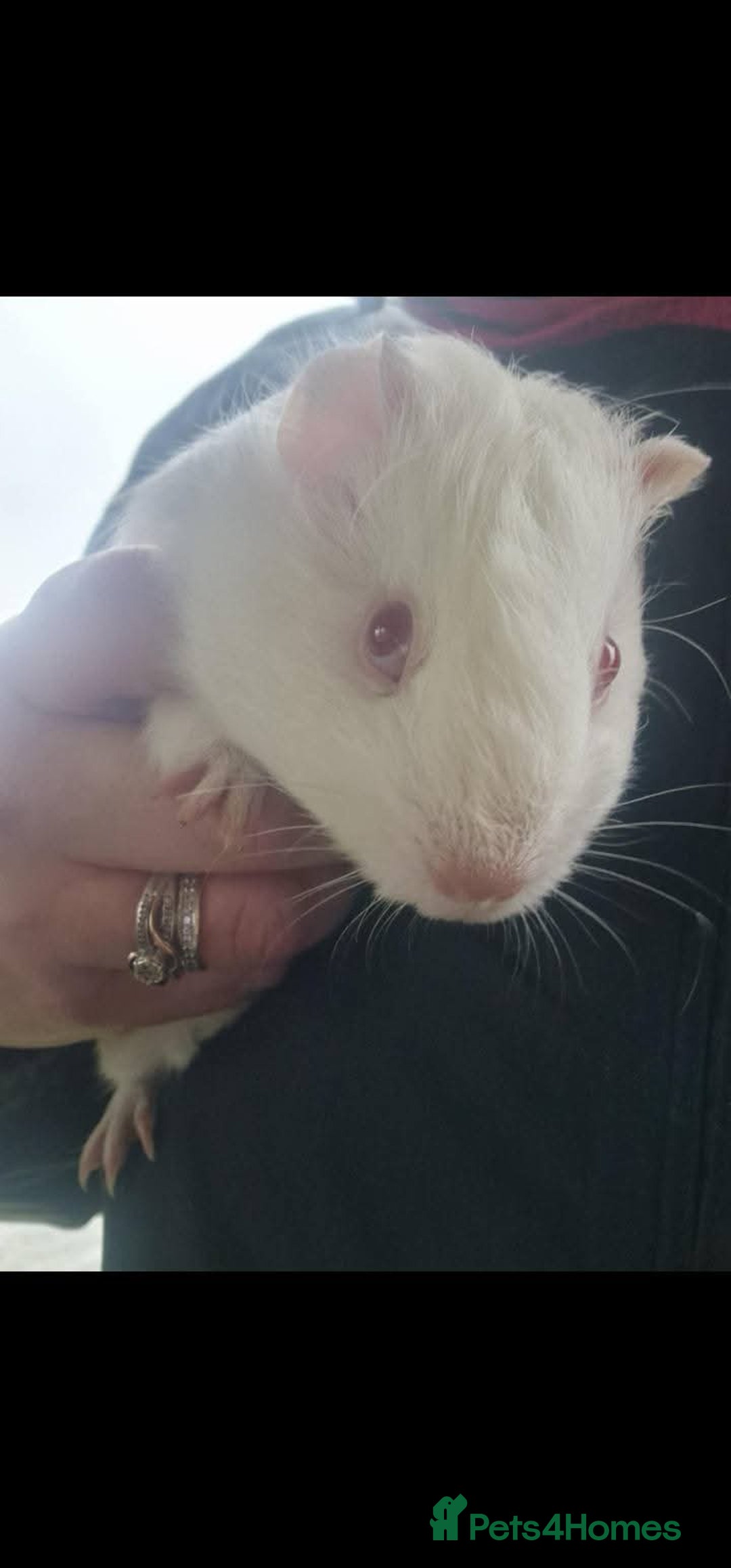 Guinea Pig rodents for sale: Guinea pigs needing homes  - Advert 2