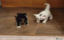 Turkish Angora cats for sale: REDUCED!!! Turkish Angora kittens for sale - Image 13