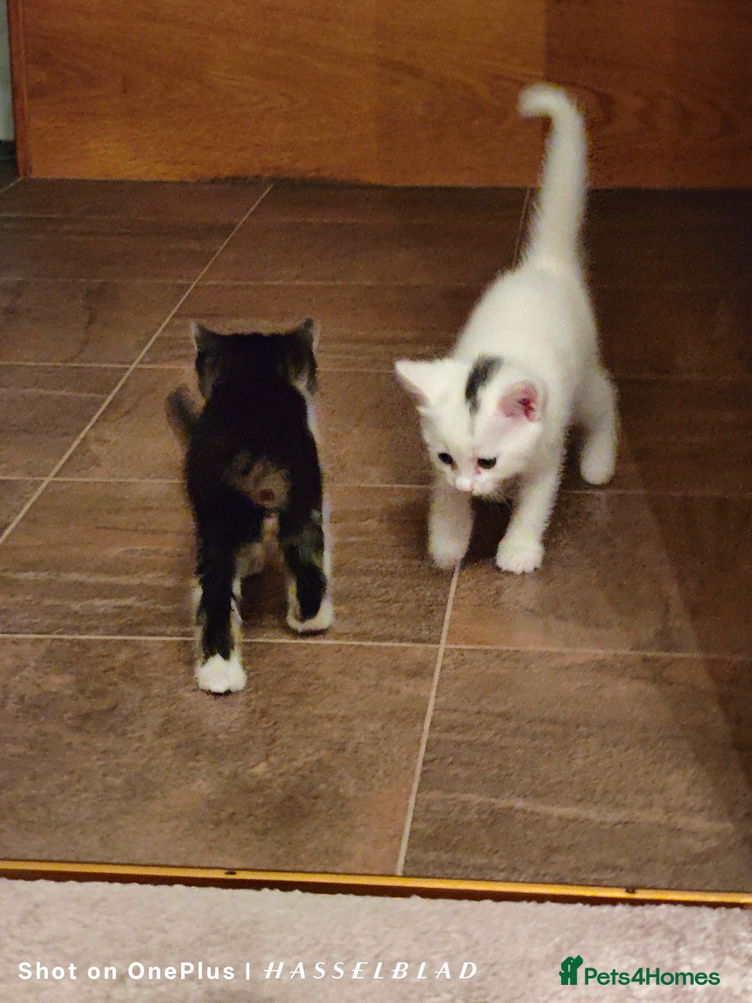 Turkish Angora cats for sale: REDUCED!!! Turkish Angora kittens for sale - Image 13