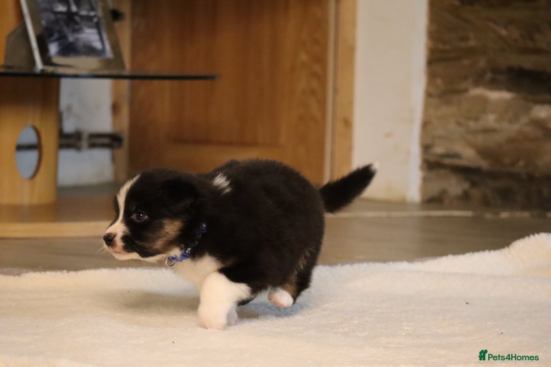 Australian Shepherd dogs for sale: Australian Shepherd Puppies  - Image 25
