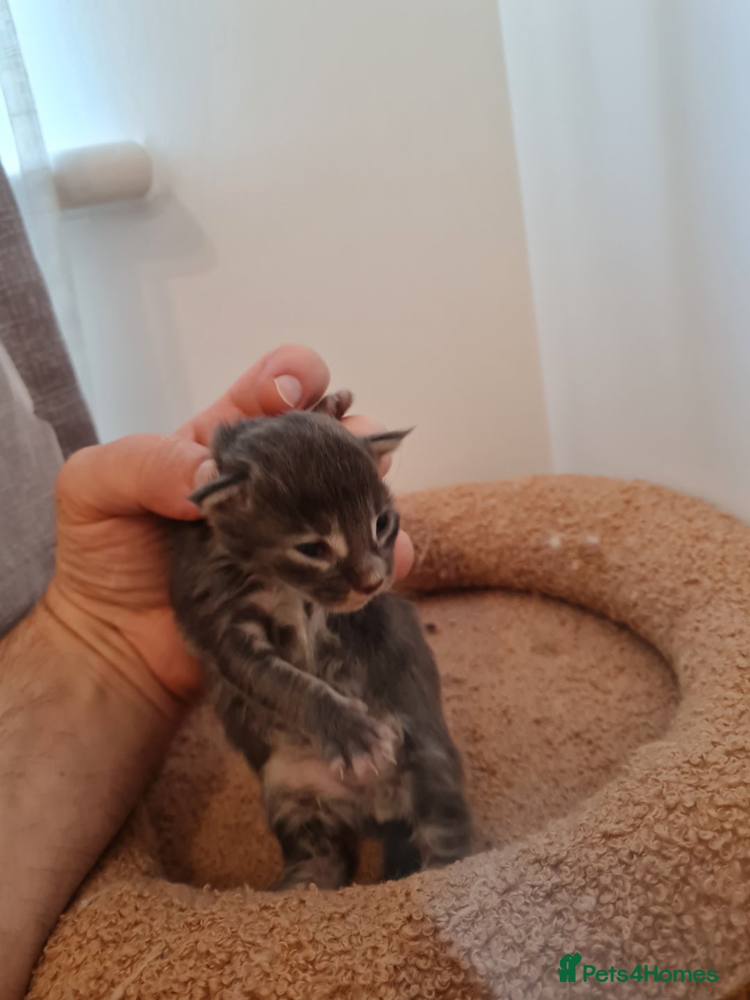 Maine Coon cats for sale: Maine coon kittens  - Advert 21