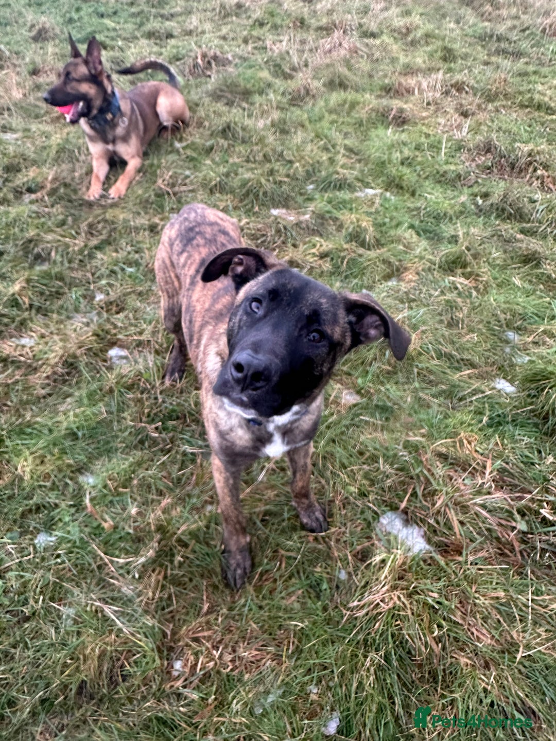 Mixed Breed dogs for sale: Joey - 8m old BullHerder - Advert 8