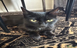 British Shorthair cats for sale: Kittens  - Image 2