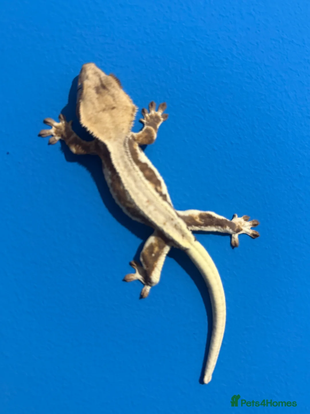 Gecko reptiles for sale: 🔥🔥🔥 Baby crested Geckos 🔥🔥🔥 - Advert 1