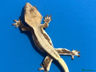 Gecko reptiles 🔥🔥🔥 Baby crested Geckos 🔥🔥🔥 - Advert 1