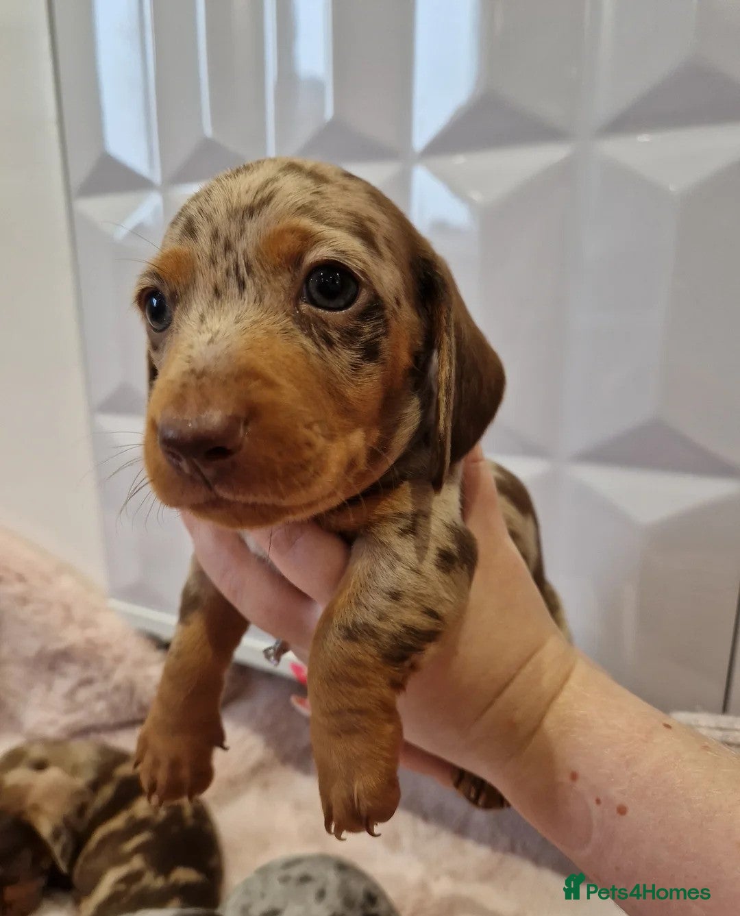 Miniature Dachshund dogs for sale: ADORABLE MINIATURE DACHSHUND PUPPIES - Image 6