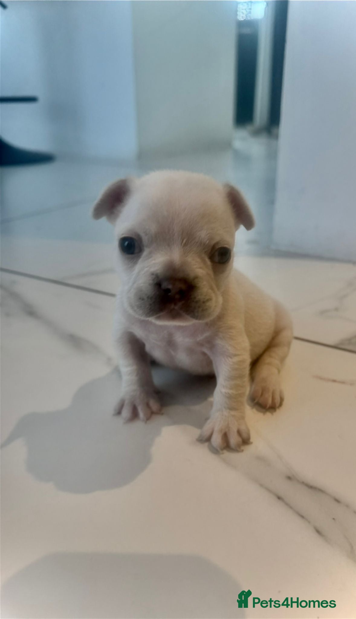 French Bulldog dogs  KC Registered Platinum French Bulldog Puppy🐾 - Advert 1