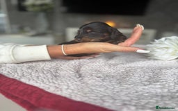 Miniature Dachshund dogs for sale: Miniature long-haired dachshunds - Image 27