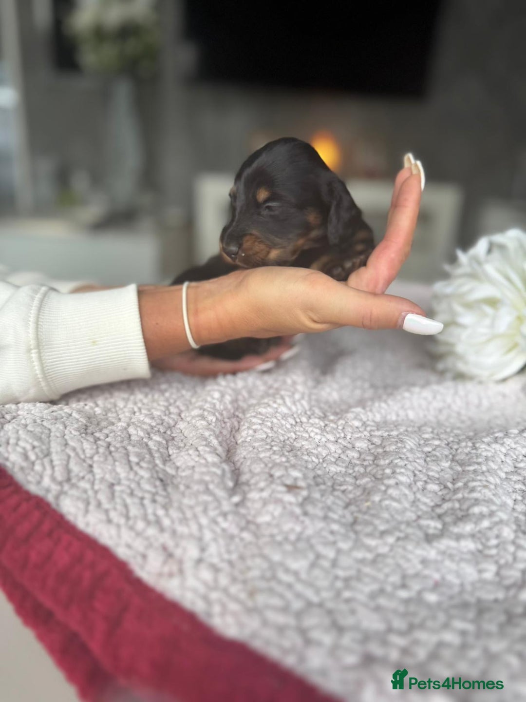 Miniature Dachshund dogs for sale: Miniature long-haired dachshunds - Image 27