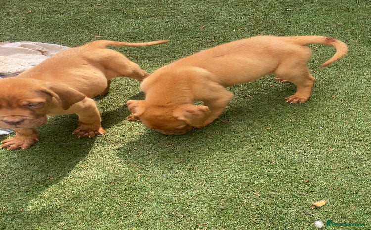 Dogue De Bordeaux dogs - Advert 1