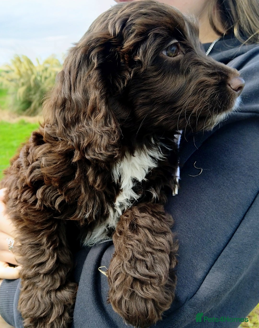 Labradoodle dogs for sale: Beautiful miniature labradoodle puppies - Image 6