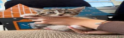 Mixed Breed cats for sale: Beautiful tabby kittens for sale  in Brighton - Advert 8