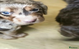 Cockapoo dogs for sale: The best cockapoos - Image 23