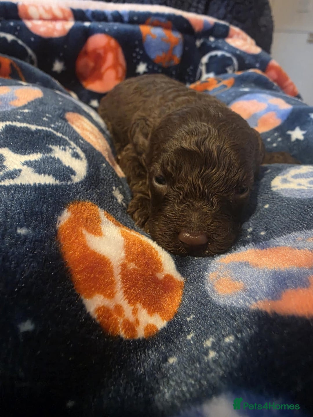 Miniature Poodle dogs for sale: Miniture poodle from show winning linage  - Advert 3