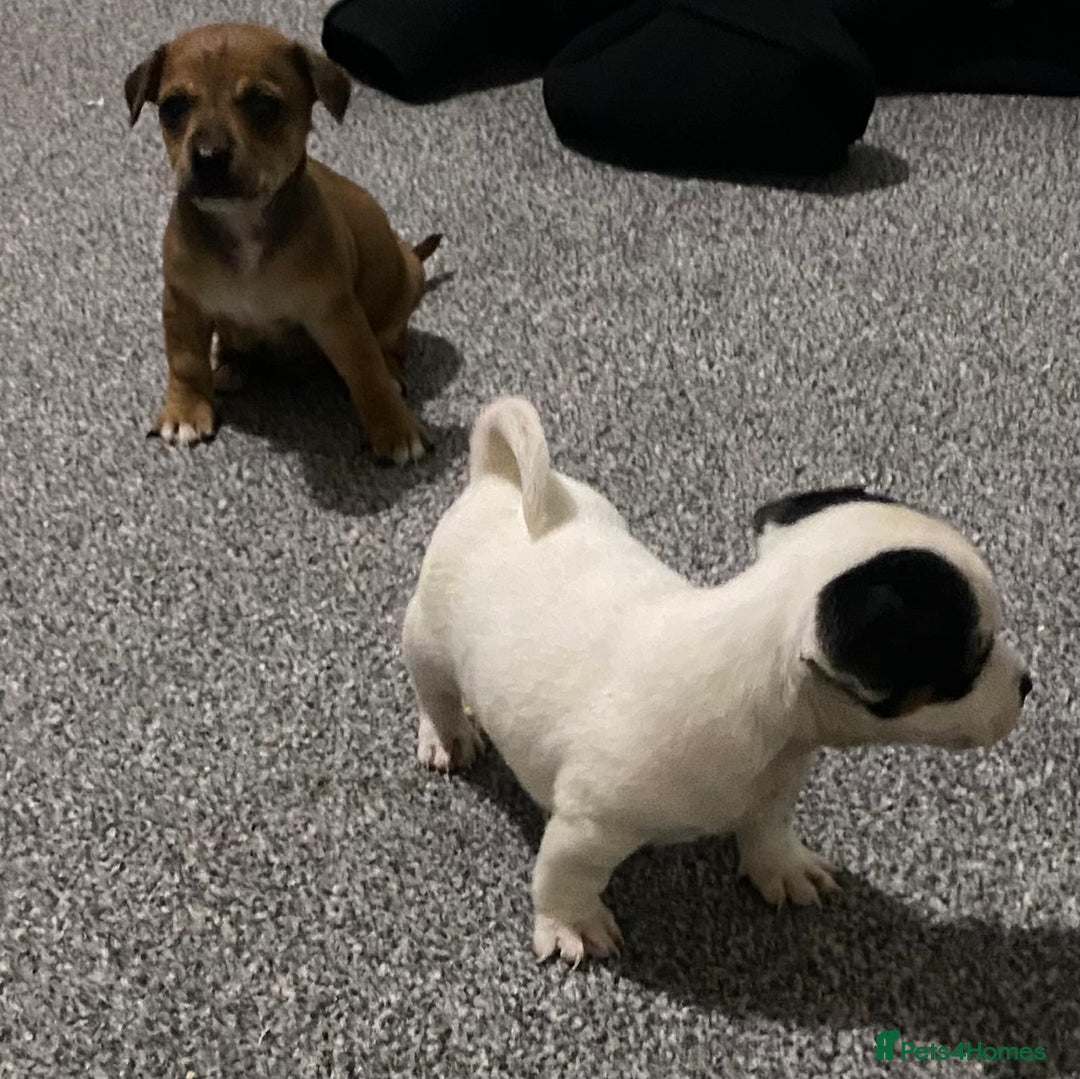 Chihuahua dogs for sale: Beautiful chihuahua puppies for sale  - Advert 7