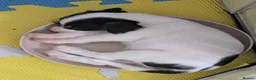 Mixed Breed dogs for sale: F1 jackain  - Advert 3