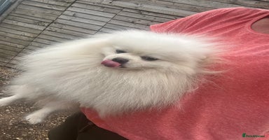 Pomeranian dogs - Advert 5