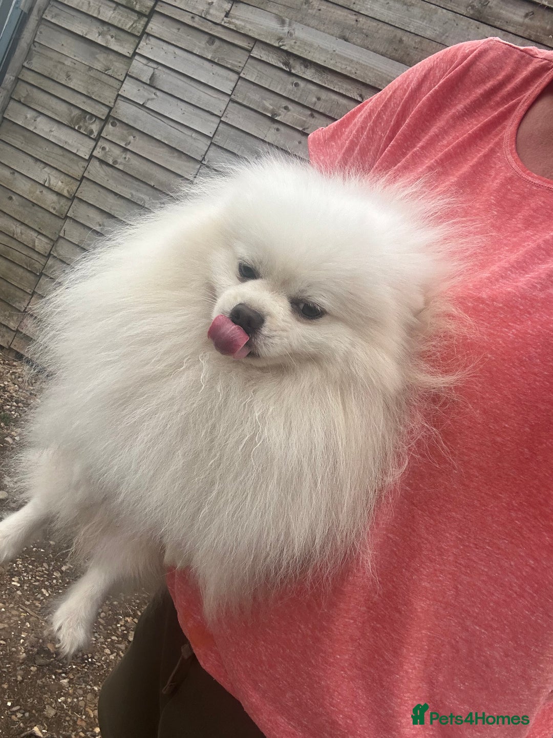 Pomeranian dogs for sale: Pom male kc reg £600 - Image 2