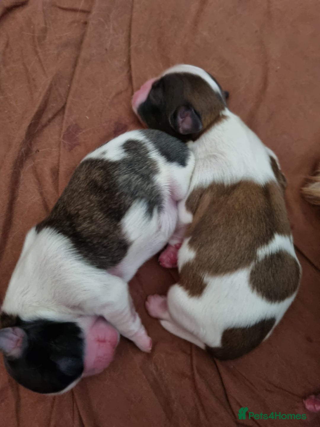 Shih Tzu dogs for stud: KC registered stud dog in Cullompton - Image 15