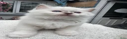 Ragdoll cats for sale: Gccf (champion) ragdoll kittens  - Advert 20
