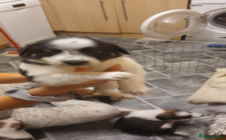 Border Collie dogs - Advert 1