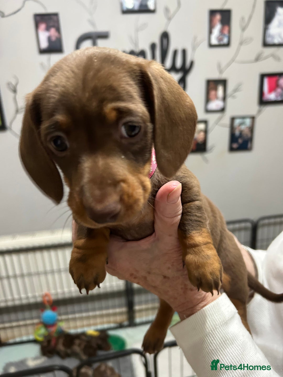 Miniature Dachshund dogs for sale: Isabella Dapple & chocolate & tan-dachshunds,  - Advert 14