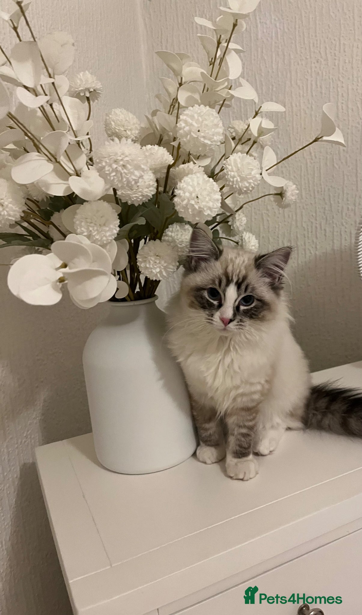 Ragdoll cats 6 month  old male ragdoll  - Advert 2