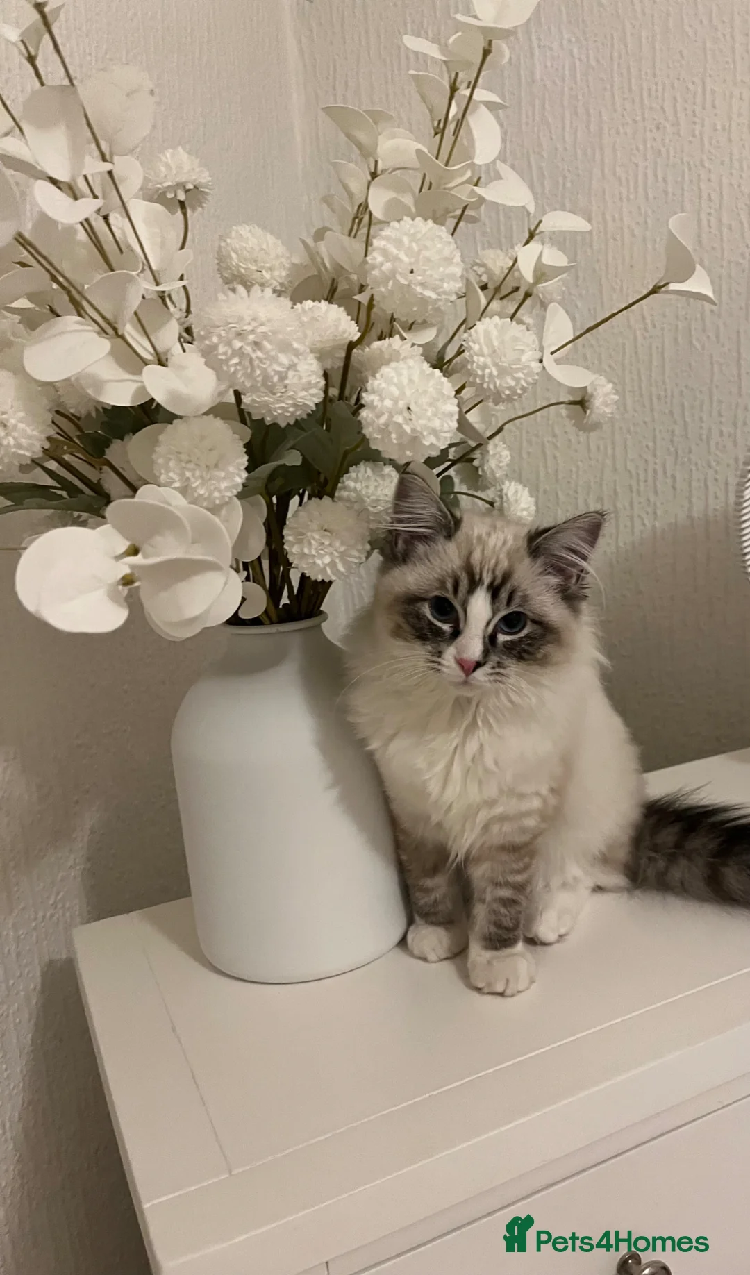 Ragdoll cats for sale: 6 month  old male ragdoll  - Advert 1