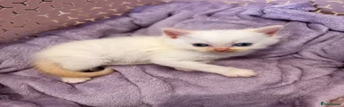 Mixed Breed 3