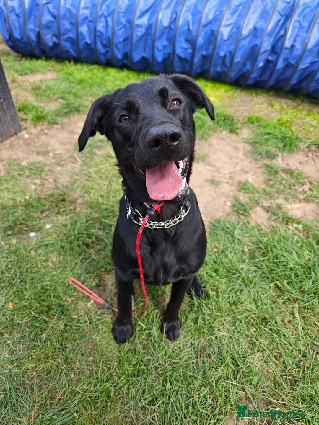 Labrador Retriever dogs for adoption: Ben   - Advert 9
