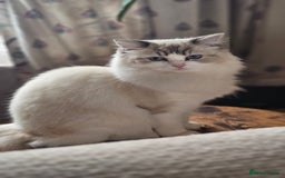 Ragdoll cats for sale: Ragdoll  - Image 2