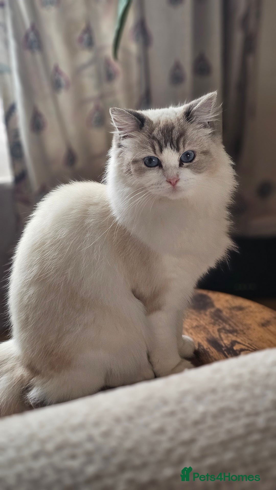 Ragdoll cats for sale: Ragdoll  - Image 2