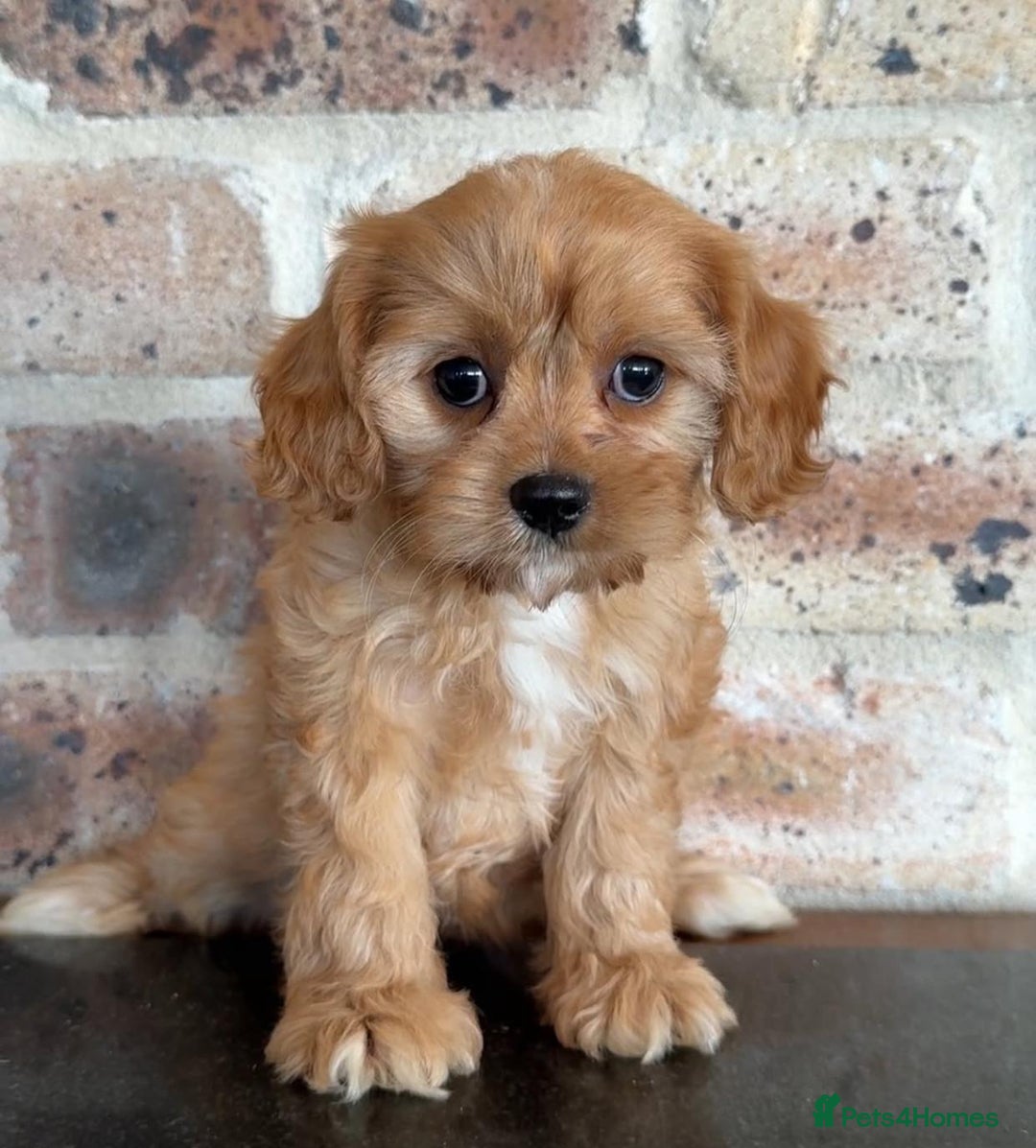Cavapoo dogs for sale: Beautiful purebred Cavapoo Puppies - Image 16