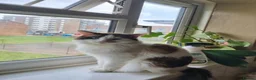 Mixed Breed cats for sale: Mix ragdoll kitten  - Advert 2