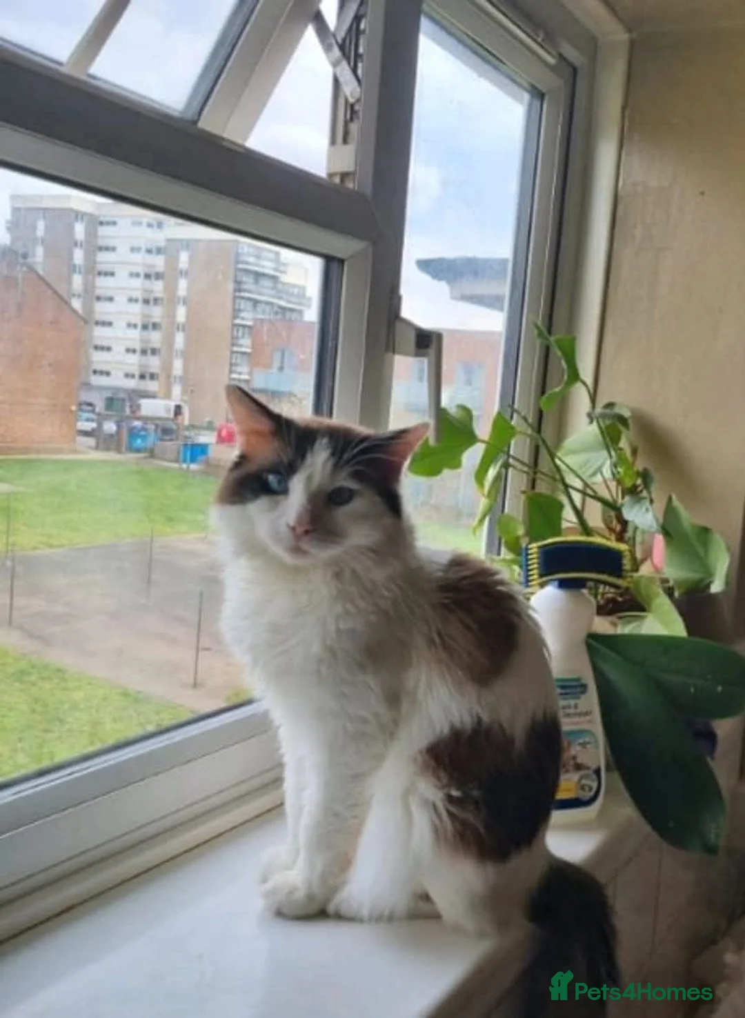 Mixed Breed cats for sale: Mix ragdoll kitten  - Advert 2