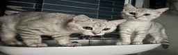 British Shorthair cats for sale: 2 boy BSH kittens left! (£500 for both) - Advert 12