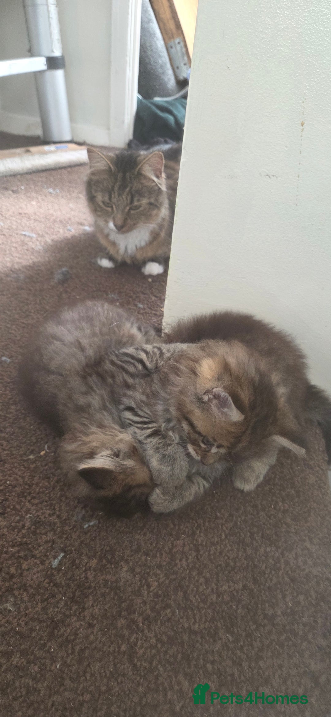 Mixed Breed cats for sale: Mixed breed kittens  - Image 5