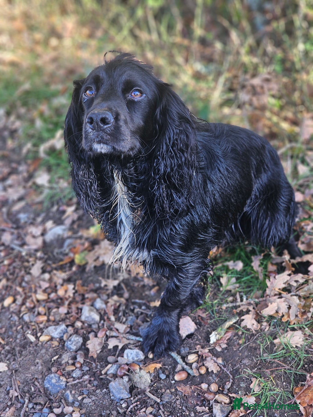 Cocker Spaniel dogs for stud: Health Tested Kc Registered Cocker Spaniel in Maidstone - Advert 9