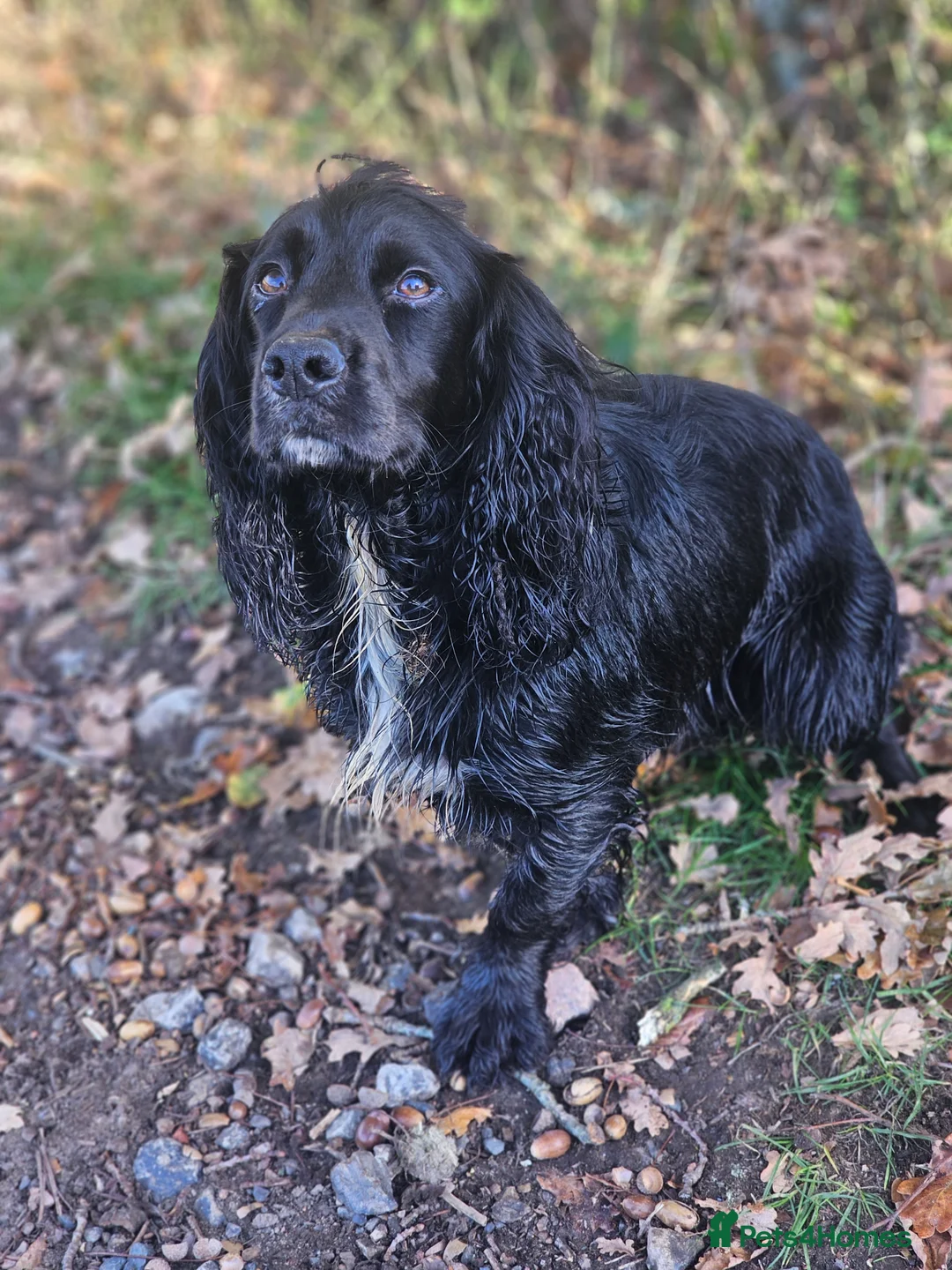 Cocker Spaniel dogs for stud: Health Tested Kc Registered Cocker Spaniel in Maidstone - Advert 9