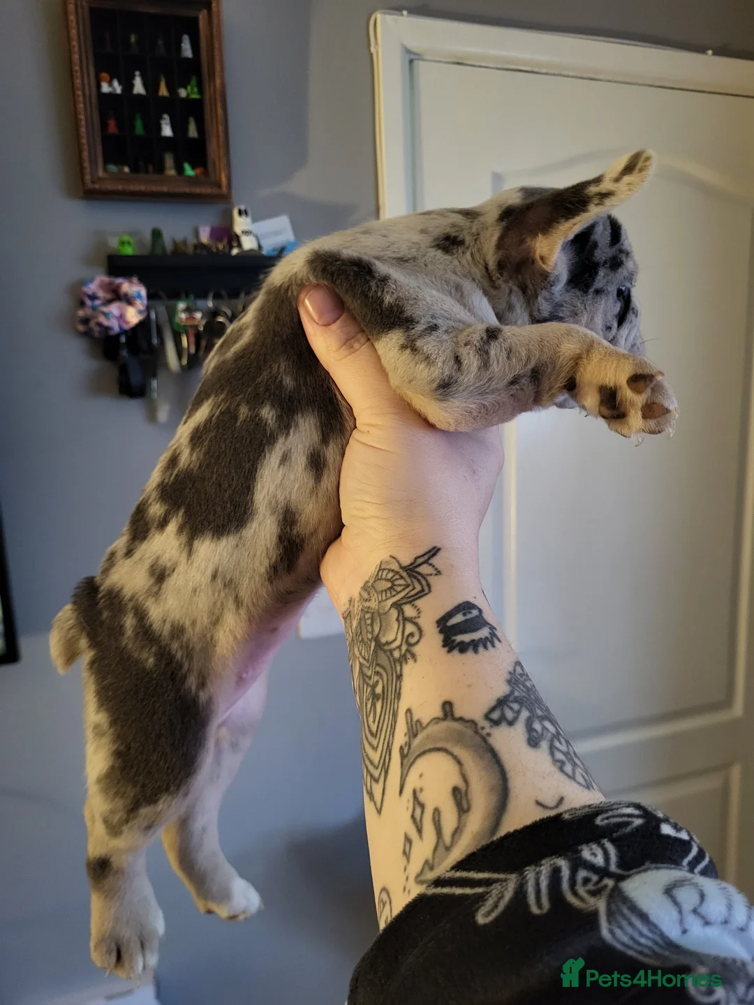 French Bulldog dogs for sale: French Bulldog Puppies - Advert 4