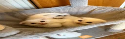 Scottish Fold cats for sale: Gorgeous Scottish Fold & Straight Kittens  in Ayr - Advert 38