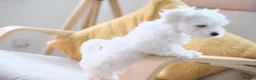 Maltese dogs for sale: Maltes puppy  - Advert 7