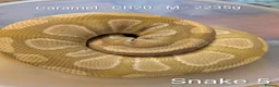 Python Snake reptiles for sale: Royal Pythons for sale - Advert 8