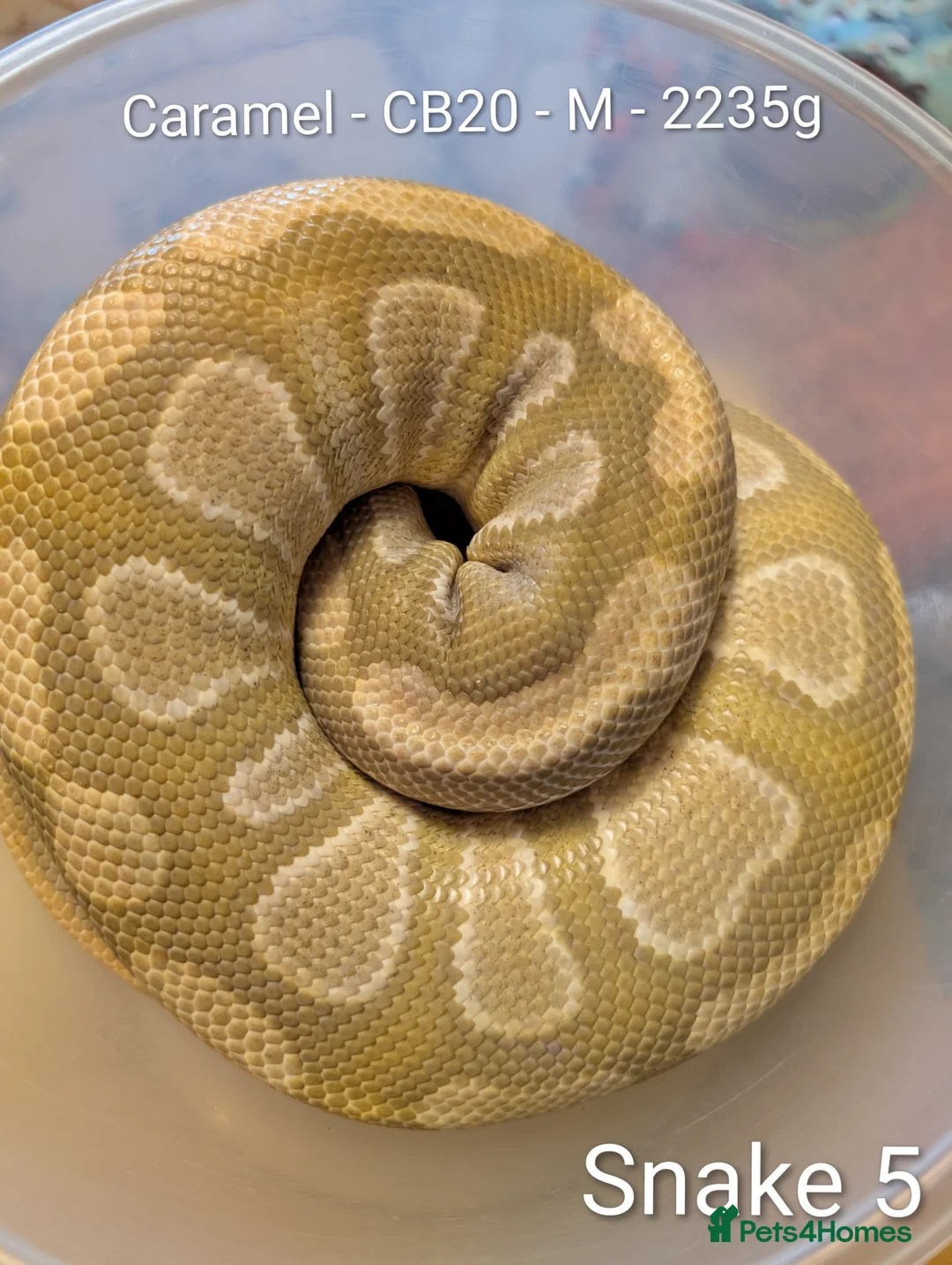 Python Snake reptiles for sale: Royal Pythons for sale - Advert 8
