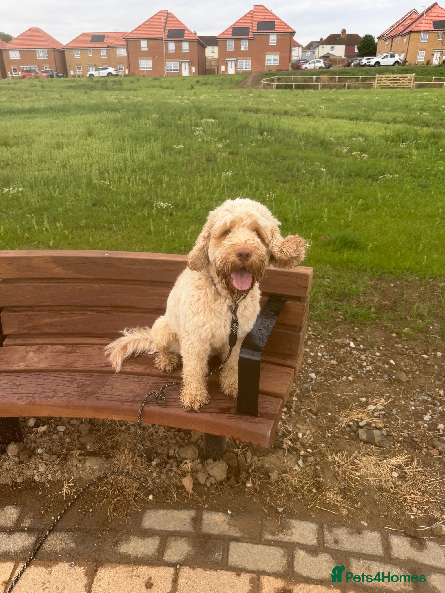 Australian Labradoodle dogs Teddy  - Advert 15
