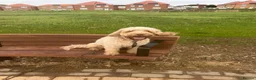 Australian Labradoodle dogs for sale: Teddy  - Advert 1