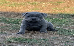 Staffordshire Bull Terrier dogs for sale: STUNNING litter of blue staffy pups - Image 5