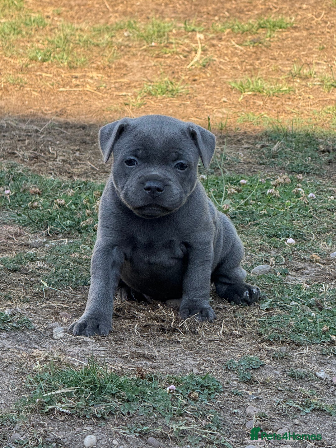 Staffordshire Bull Terrier dogs for sale: STUNNING litter of blue staffy pups - Image 5